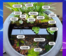 用鱼缸怎么养花,简单几步,打造水下花园 用鱼缸怎么养花,简单几步,打造水下花园