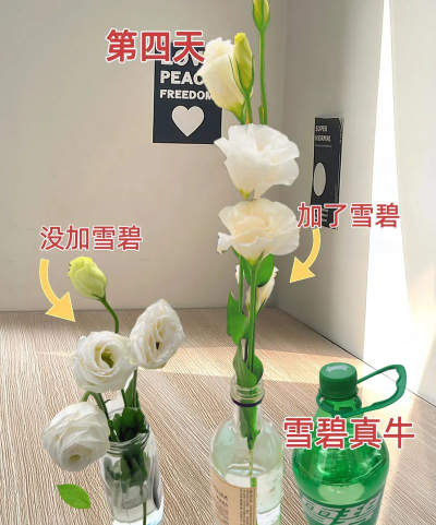 生活窍门雪碧养花,真的靠谱吗,看看实际效果 生活窍门雪碧养花,真的靠谱吗,看看实际效果