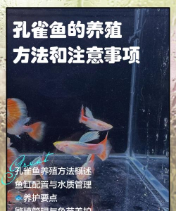 孔雀鱼养殖,新手入门指南,轻松养出好状态 孔雀鱼养殖,新手入门指南,轻松养出好状态