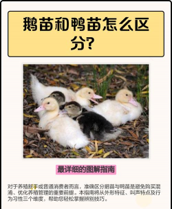 鸭养殖场,新手入门,常见问题解答 鸭养殖场,新手入门,常见问题解答