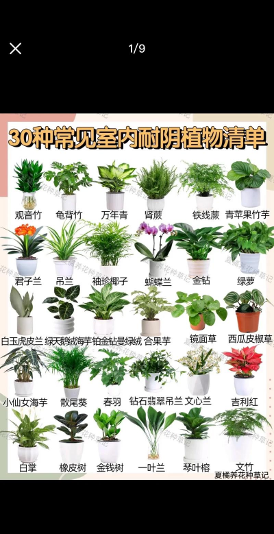 耐阴的花卉有哪些,适合室内种植,美化家居环境 耐阴的花卉有哪些,适合室内种植,美化家居环境