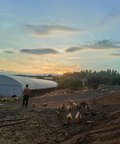 土鸡养殖场,选址很关键,管理要跟上 土鸡养殖场,选址很关键,管理要跟上