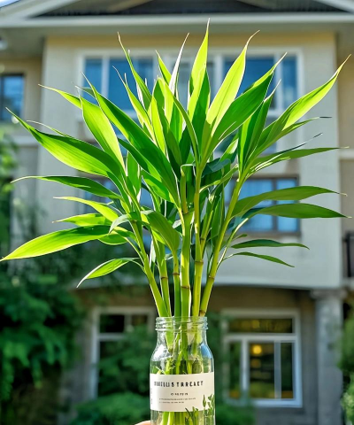 观音竹摆放什么位置好 观音竹摆放什么位置好