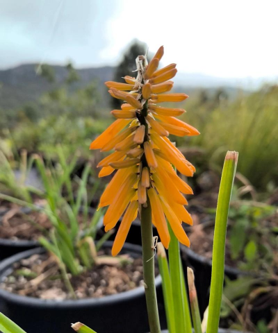 火炬花耐寒多少度 火炬花耐寒多少度