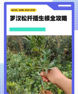 罗汉松什么时候扦插 罗汉松什么时候扦插