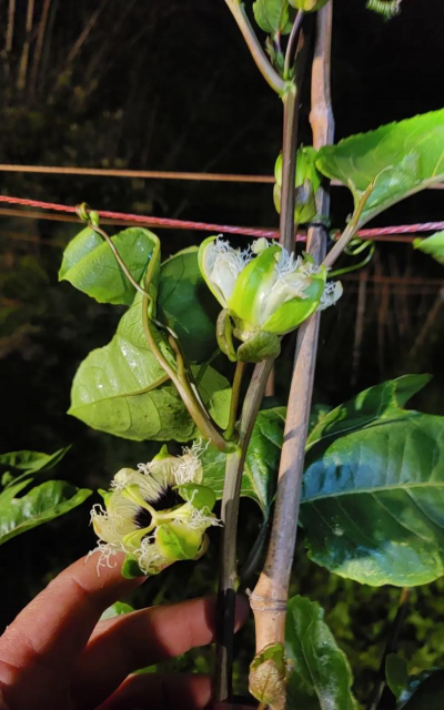 百香果的花长什么样子 百香果的花长什么样子