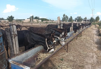 养驴效益怎么样 养驴效益怎么样