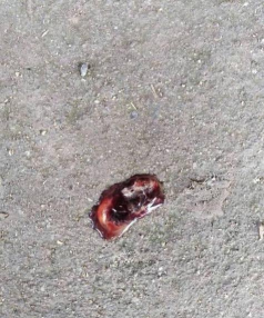 小鸡拉血怎么回事 小鸡拉血怎么回事