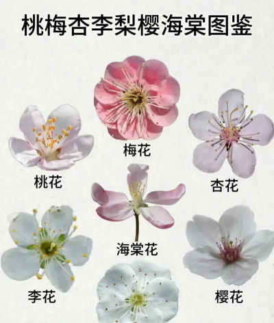 山桃和桃花的区别 山桃和桃花的区别