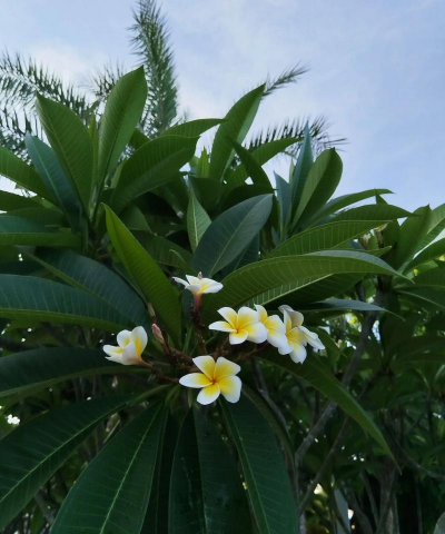 鸡蛋花又叫什么花 鸡蛋花又叫什么花