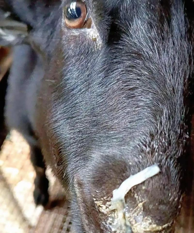 山羊流鼻涕怎么治 山羊流鼻涕怎么治