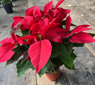 一品红是什么花 一品红是什么花