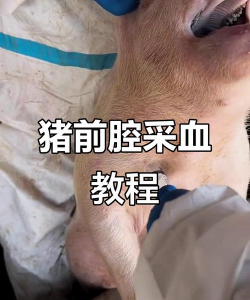 为什么给猪打针会流血 为什么给猪打针会流血