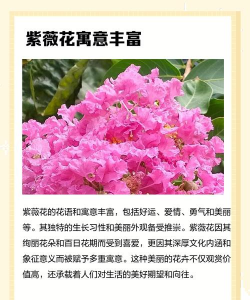 紫薇花语和寓意 紫薇花语和寓意