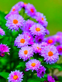 翠菊图片大全图谱 翠菊图片大全图谱