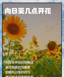 向日葵什么时候开花 向日葵什么时候开花