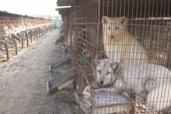 养殖狐狸怎么样 养殖狐狸怎么样