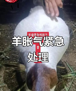羊涨气怎么治疗 羊涨气怎么治疗