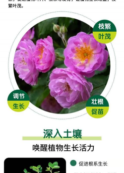 蔷薇花施什么肥 蔷薇花施什么肥