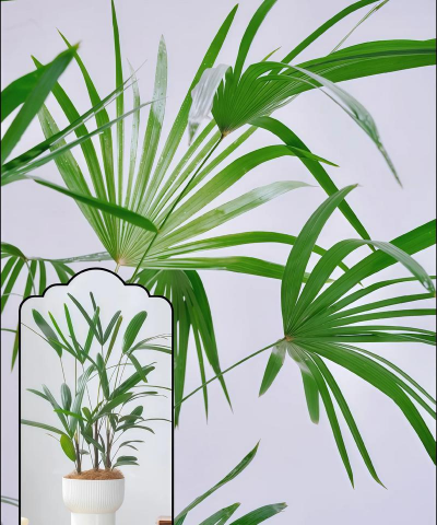 棕竹用什么土 棕竹用什么土