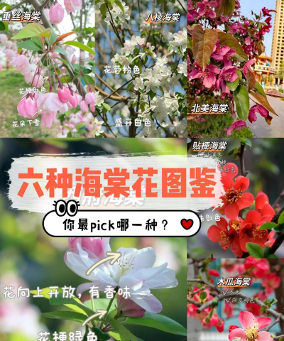 海棠都有什么品种 海棠都有什么品种