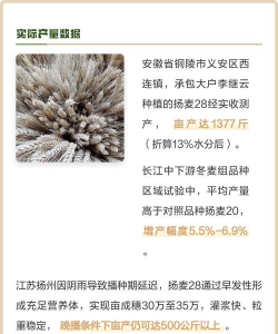 扬麦28品种介绍 扬麦28品种介绍