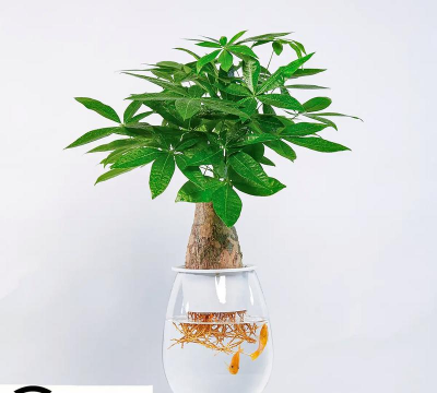 什么树可以水培 什么树可以水培