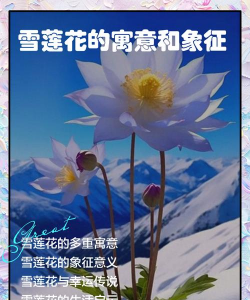 雪莲的花语是什么 雪莲的花语是什么