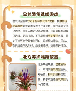 为什么都养凤梨不养黄边 为什么都养凤梨不养黄边