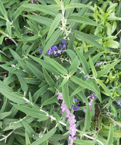 墨西哥鼠尾草为什么叫鼠尾草 墨西哥鼠尾草为什么叫鼠尾草