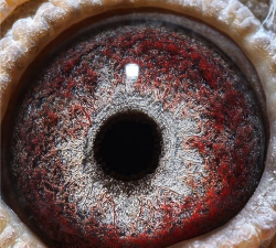 正宗桑杰士鸽眼及特征 正宗桑杰士鸽眼及特征