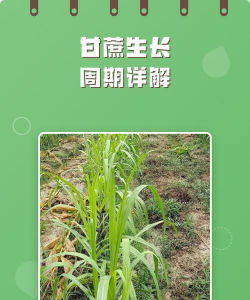 甘蔗生长周期几个月 甘蔗生长周期几个月