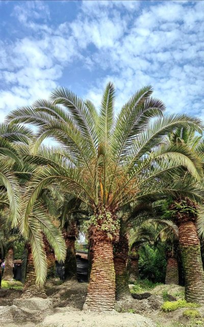 棕榈树适合种在哪里 棕榈树适合种在哪里