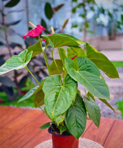 红掌的价格多少 红掌的价格多少