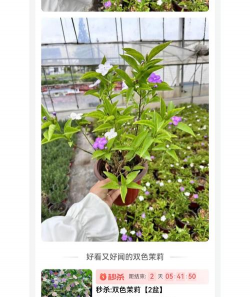 双色茉莉的叶子变成褐色是怎么回事 双色茉莉的叶子变成褐色是怎么回事