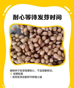 桃子种子怎么发芽 桃子种子怎么发芽