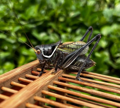 蝈蝈能活多久 蝈蝈能活多久