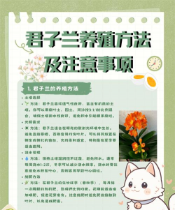君子兰养护方法 君子兰养护方法
