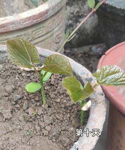 魔豆怎么种植 魔豆怎么种植