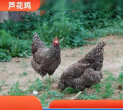 芦花鸡怎么养 芦花鸡怎么养