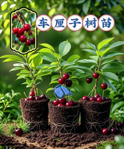 车厘子广东可以种植能结果吗 车厘子广东可以种植能结果吗