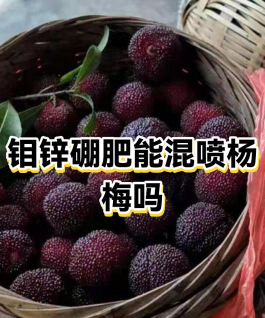 硼肥在杨梅膨果时期能增加种子的饱满程度,对吗 硼肥在杨梅膨果时期能增加种子的饱满程度,对吗