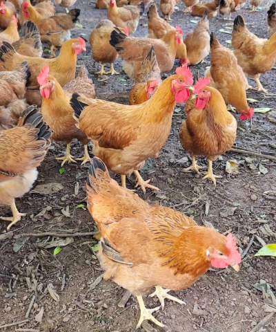 正宗土鸡多少钱一斤 正宗土鸡多少钱一斤