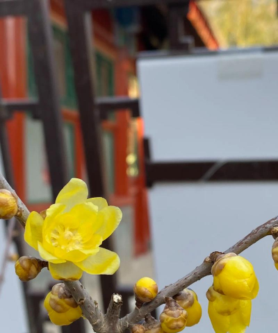 黄色的梅花是什么梅 黄色的梅花是什么梅