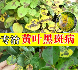 月季黑斑病用什么药 月季黑斑病用什么药