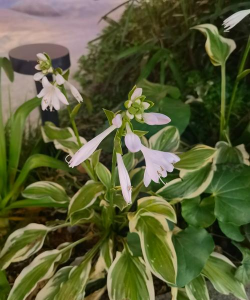 玉簪花有毒吗能放在室内吗 玉簪花有毒吗能放在室内吗