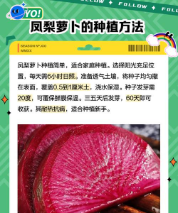 凤梨萝卜种植时间和方法 凤梨萝卜种植时间和方法