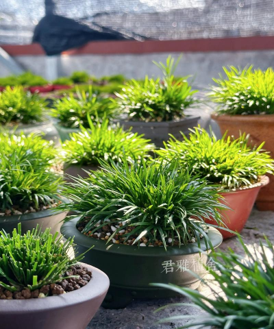 盆景菖蒲多少钱一盆 盆景菖蒲多少钱一盆