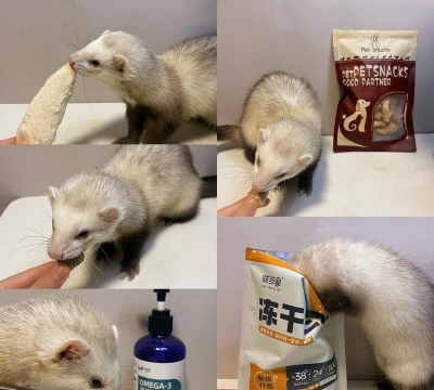 养水貂需要哪些东西 养水貂需要哪些东西