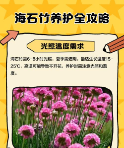 海石竹的养殖方法和注意事项 海石竹的养殖方法和注意事项
